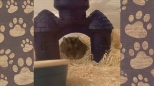 ПРИКОЛЫ С ХОМЯЧКАМИ ХОМКИ - КАНАЛ джунгарики СМЕШНАЯ ОЗВУЧКА