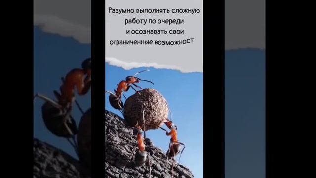 чему нас могут научить гуси смотреть онлайн