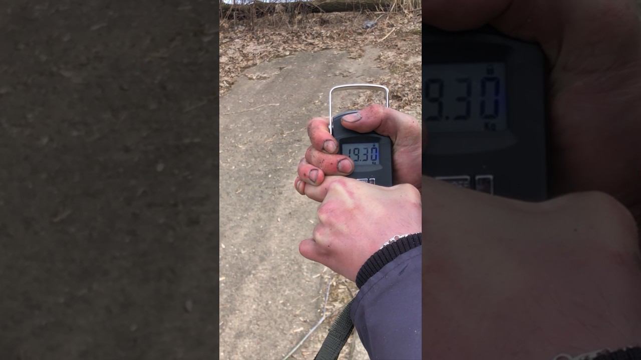 МЕГА УЛОВ / ВЕДРО трещит ПО швам #рыбалка #рыбалка2023 #рыбалканареке #рыбалка2024 смотреть онлайн