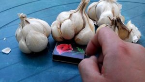 Голландские и французкие семена чеснока! Не стоит раслаблятся. Обращайте внимание на качество.