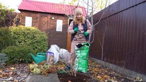 Как укрыть крупнолистную гортензию