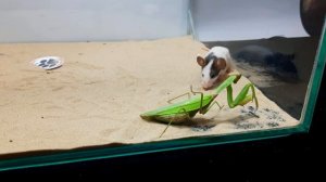 Mantis VS Cute Mouse