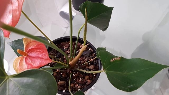 АНТУРИУМ. Коллекция редких антуриумов 2. Антуриум Paradise antique Maine и Black Paris.