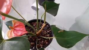 АНТУРИУМ. Коллекция редких антуриумов #2. Антуриум Paradise antique, Maine и Black Paris.