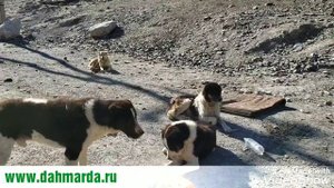 Саги дахмарда из селения Гузн,  Горной Матчи на перегоне