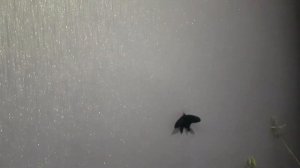 Разведение бабочек.Pachliopta kotzebuea ( парусник коцебу)