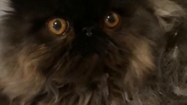 Персидский черный котенок