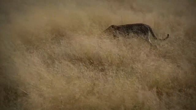 Разорвал На Куски? Сумасшедшие битвы Животных смотреть онлайн