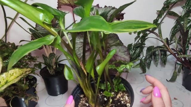 Какие разные и какие любимые. смотреть онлайн