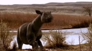 Парацератерий - Самое гигантское наземное млекопитающее | ГИГАНТСКИЙ НОСОРОГ