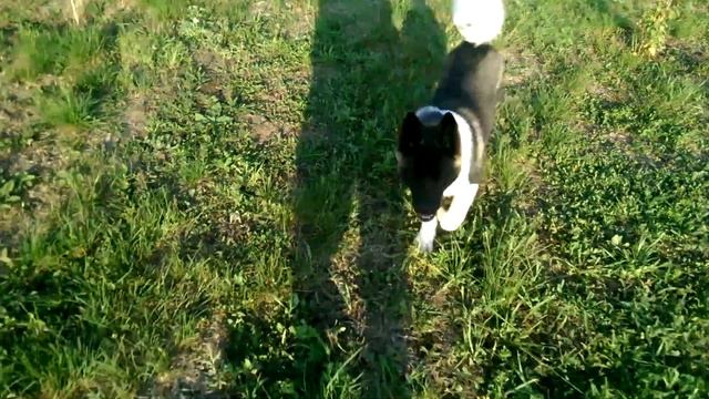 Американская акита. Эмми - 6 месяцев смотреть онлайн