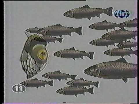 ТНТ программа Очевидец РЫБЫ