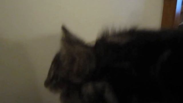 Странный голос кота!