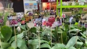 Выставка цветов в Краснодаре ТРК Галактика