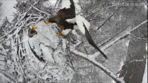 Белоплечий орлан(Haliaeetus pelagicus)06052022