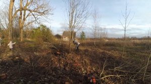 Корчевание деревьев на заросшем участке