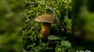 Загадки о грибах