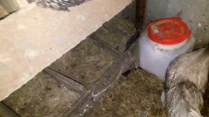 Первые кролята Напольное содержание кроликов Калифорнийцев 25 января 2020