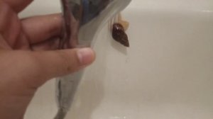 Как привильно купать улиток ахатин