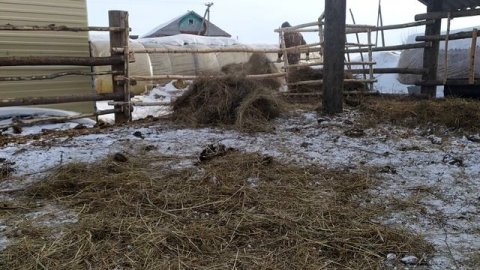 Откорм бычков Ангус Симментал ЛИМУЗИН