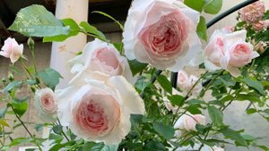 웨지우드 로즈(The Wedgwood Rose)