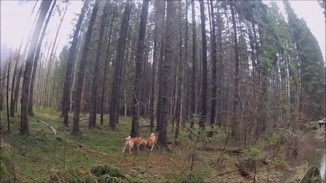 Опять про собак и про охоту .