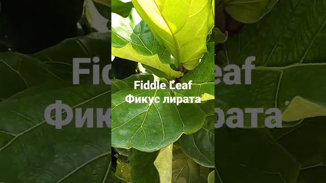 Fiddle leaf tree | Фикус лирата