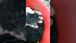 Корневая система у кедра сибирского: пересадка