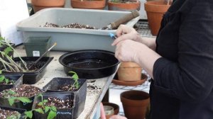 Tomato Seedlings Fix