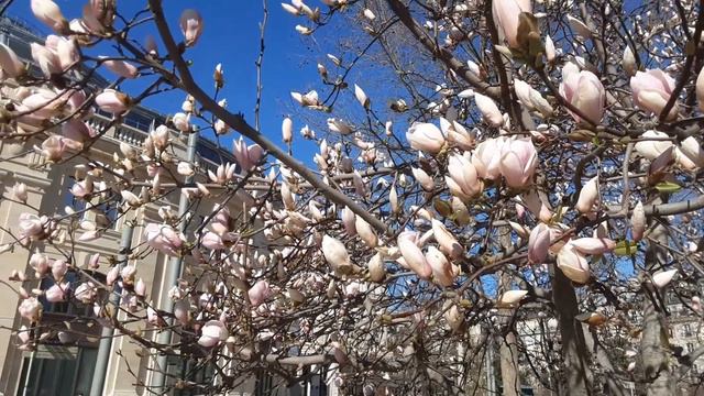 ВЕСНА В ПАРИЖЕ I ПАРИЖ СЕГОДНЯ I КРАСИВАЯ ВЕСНА I ПАРИЖ ВЕСНОЙ I ПАРИЖ ЦВЕТЕТ I PARIS AUJOURDHUI смотреть онлайн
