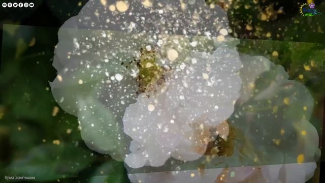 Это невероятно Потрясающие треки, Восхитительная мелодия нежной любви! Цветы распускаются смотреть онлайн