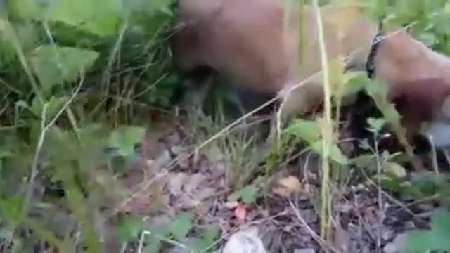 Джесси ест лесные ягоды смотреть онлайн