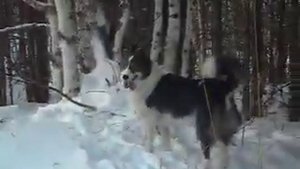 работа лаек по белке