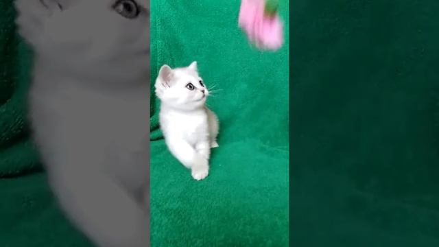 Серебристая шиншилла шотландская девочка смотреть онлайн