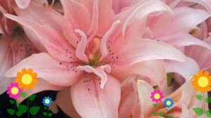 Лилия (Elody). Краткий обзор: Лилия описание характеристик, где купить луковицы