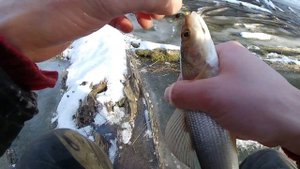 Ловля Хариуса зимой.