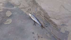 НЕОБЫЧНАЯ РЫБАЛКА НА ПАЛЕЦ в горной реке Аше. Лазаревское. Сочи. Чёрное море ?