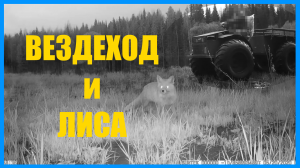 ВОРОН, ЛИСА, УТКИ, КАРАКАТ. Снято на фотоловушку HC-700A. Май 2020г.