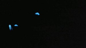 футаж Летающие синие бабочки. Футаж порхающие бабочки. на черном фоне