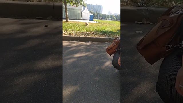 #пекинес #собака #щенок смотреть онлайн