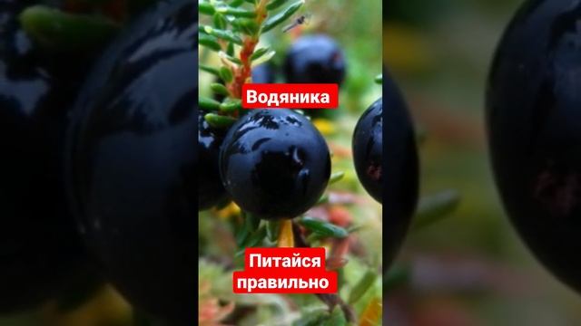 Водяника (шикша) #здоровоепитание #питайсяправильно