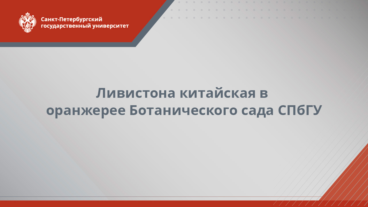 Ливистона китайская  оранжерея Ботанического сада СПбГУ