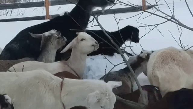 "Сколько вешать в граммах" или как измерить вес козы без весов. смотреть онлайн