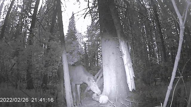 Молодая Лосиха на солонце смотреть онлайн