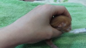 Новый питомец Мой котенок Нашли на улице / Как вырастить новорожденного котенка / Вместе с Машей