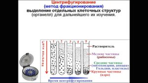 МЕТОДЫ  ЦИТОЛОГИИ. КЛЕТОЧНАЯ ТЕОРИЯ