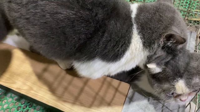 Cat in heat ? || Munchkin Mate || Cat breeding ? смотреть онлайн