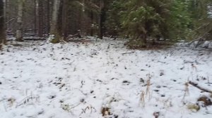 Охота на лося по первому снегу.