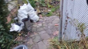 Осока. Мої осоки,види, сорта і все-все)