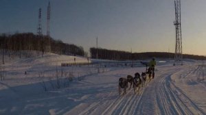 Снежные псы Камчатки - почувствуй себя каюром!